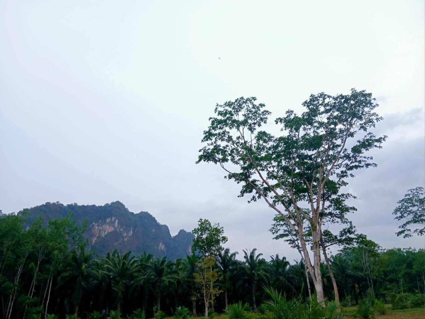 Bamboo House Otel Khao Sok National Park Dış mekan fotoğraf