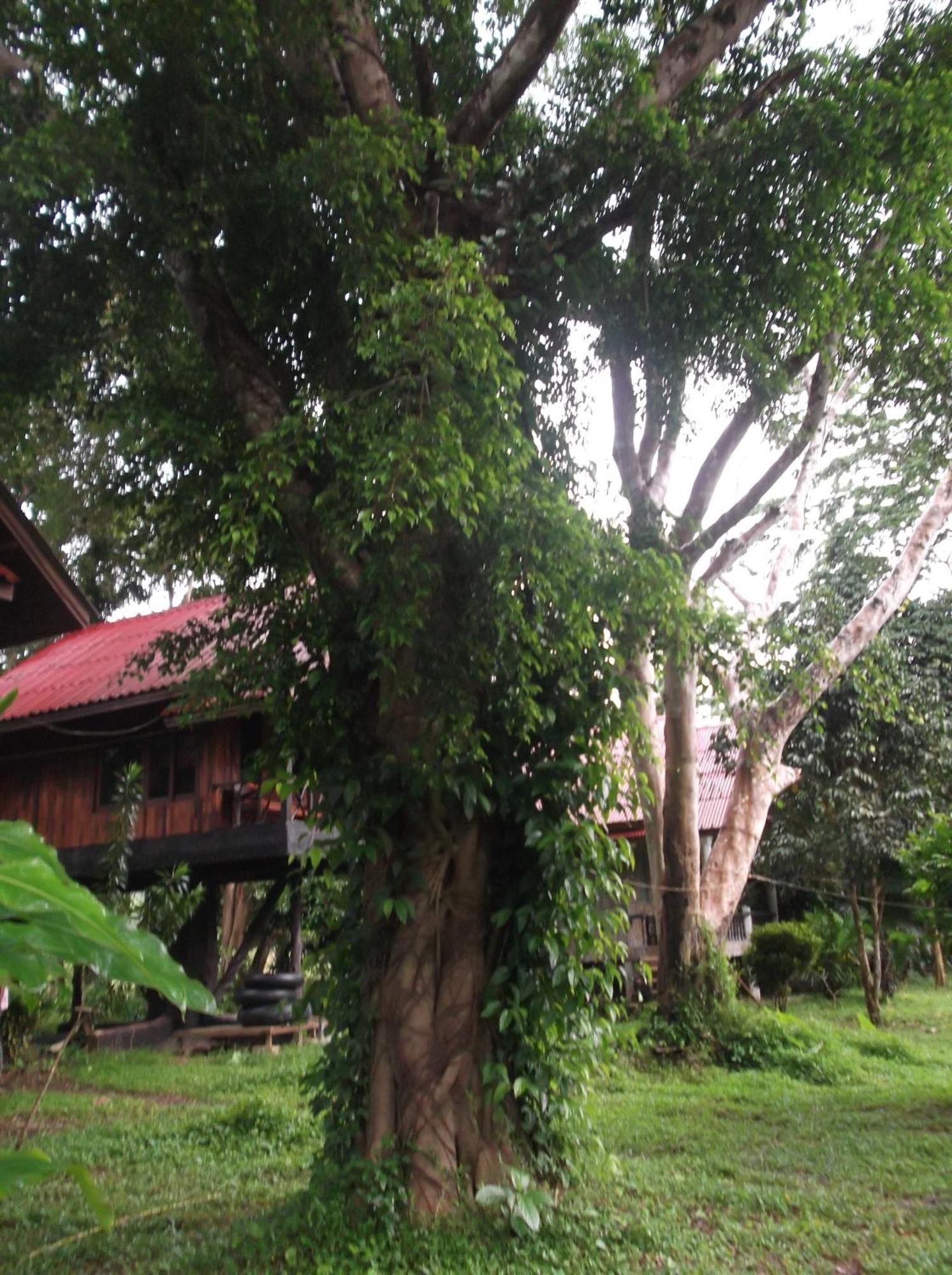 Bamboo House Otel Khao Sok National Park Dış mekan fotoğraf